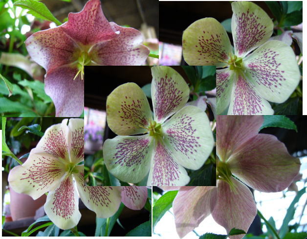 クリスマスローズ