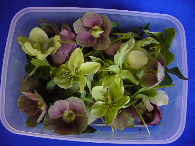 クリスマスローズ