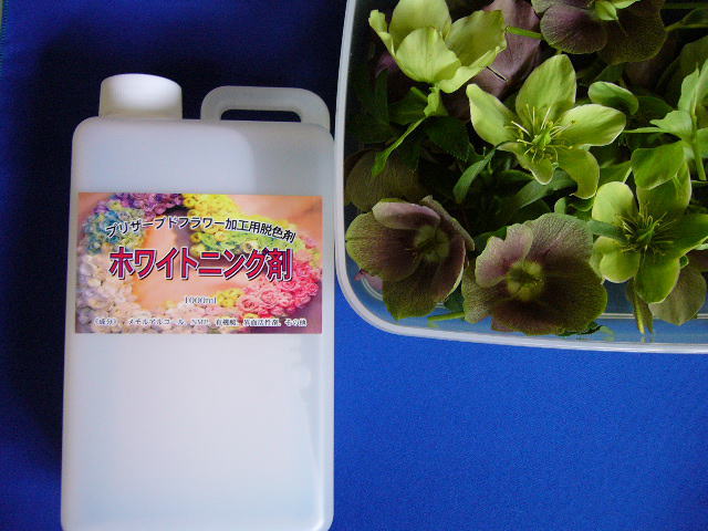 クリスマスローズ生花