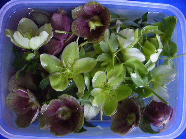 クリスマスローズ生花