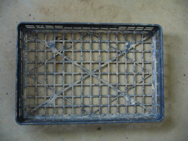 クリスマスローズ