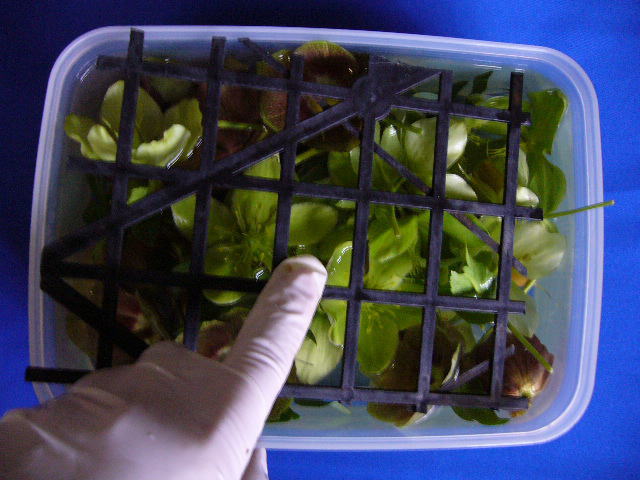 クリスマスローズ