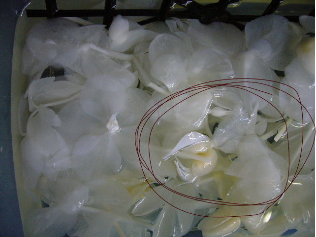 クリスマスローズ漂白