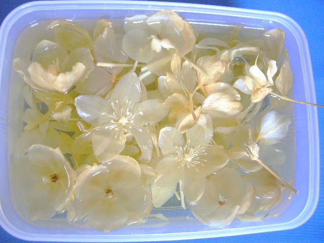 クリスマスローズ写真