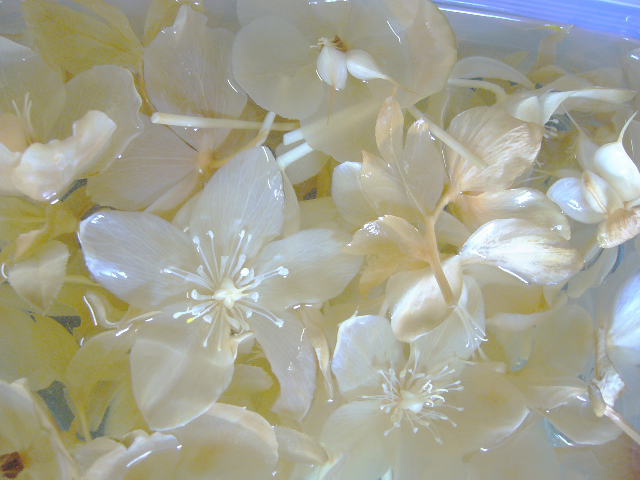 クリスマスローズ写真