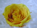 大きい薔薇です！檸檬色