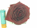 深紅の薔薇です大きい品種必見！