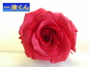 一液くんで作成したバラ乾燥済み