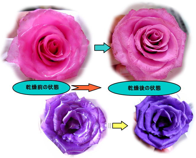 薔薇の乾燥後の状態