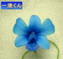 デンファレ用一液くんで作成