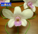 デンファレ用一液くんで作製