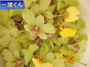 デンファレプラナジェイド
