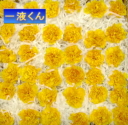 一液くんで作成したカーネーション