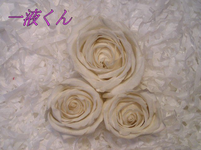 京淡彩：白花色（しらはないろ）ホワイト