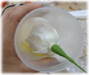 シトラスコートラメIN