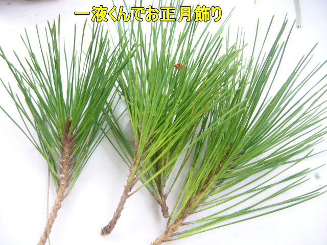 正月用アレンジ花材