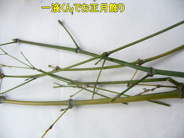 正月用アレンジ花材