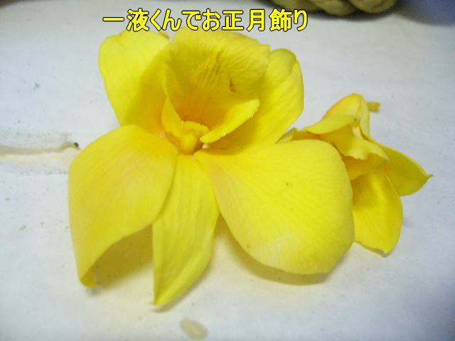 正月用アレンジ花材